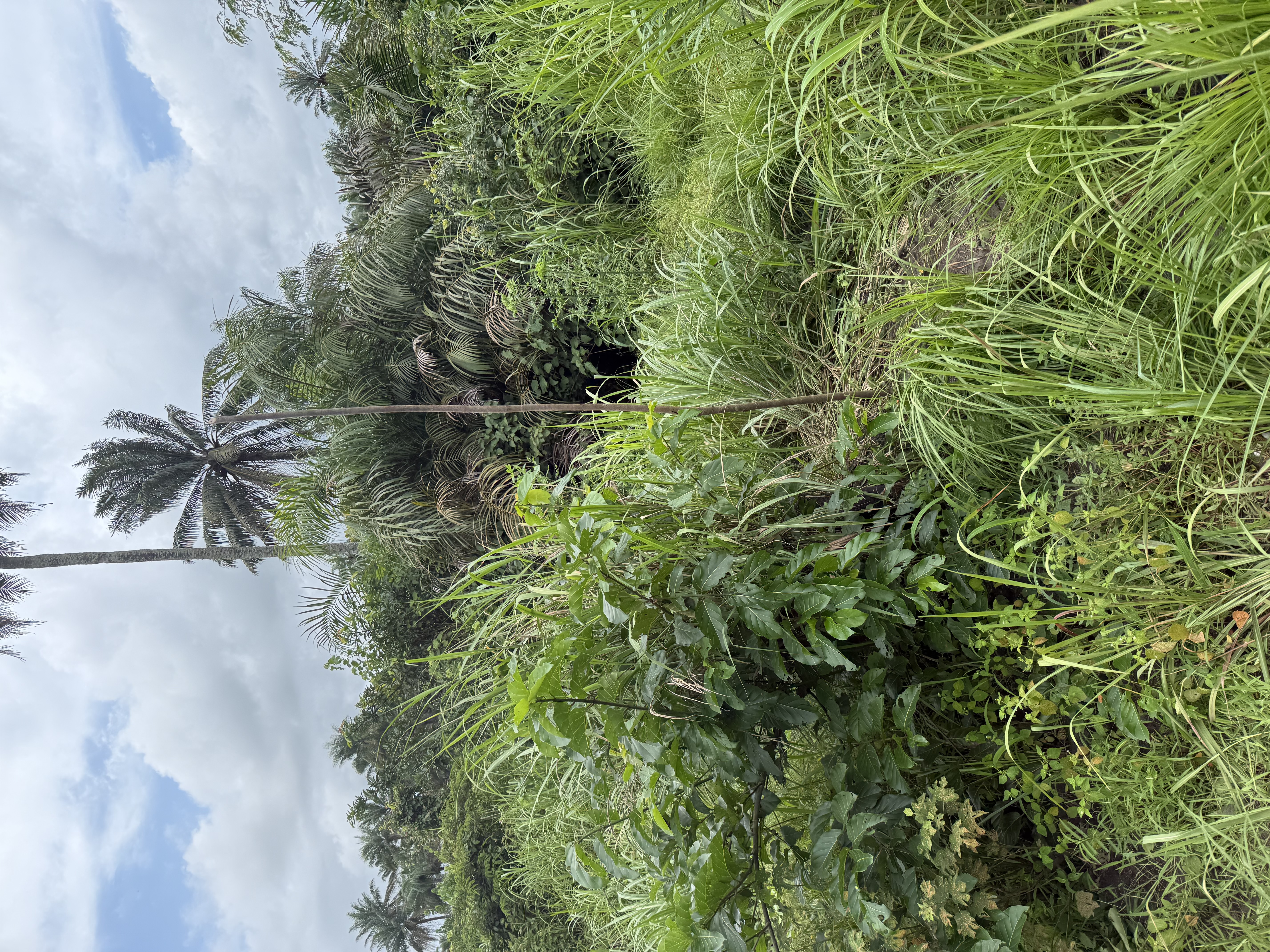 Njalowei compound
