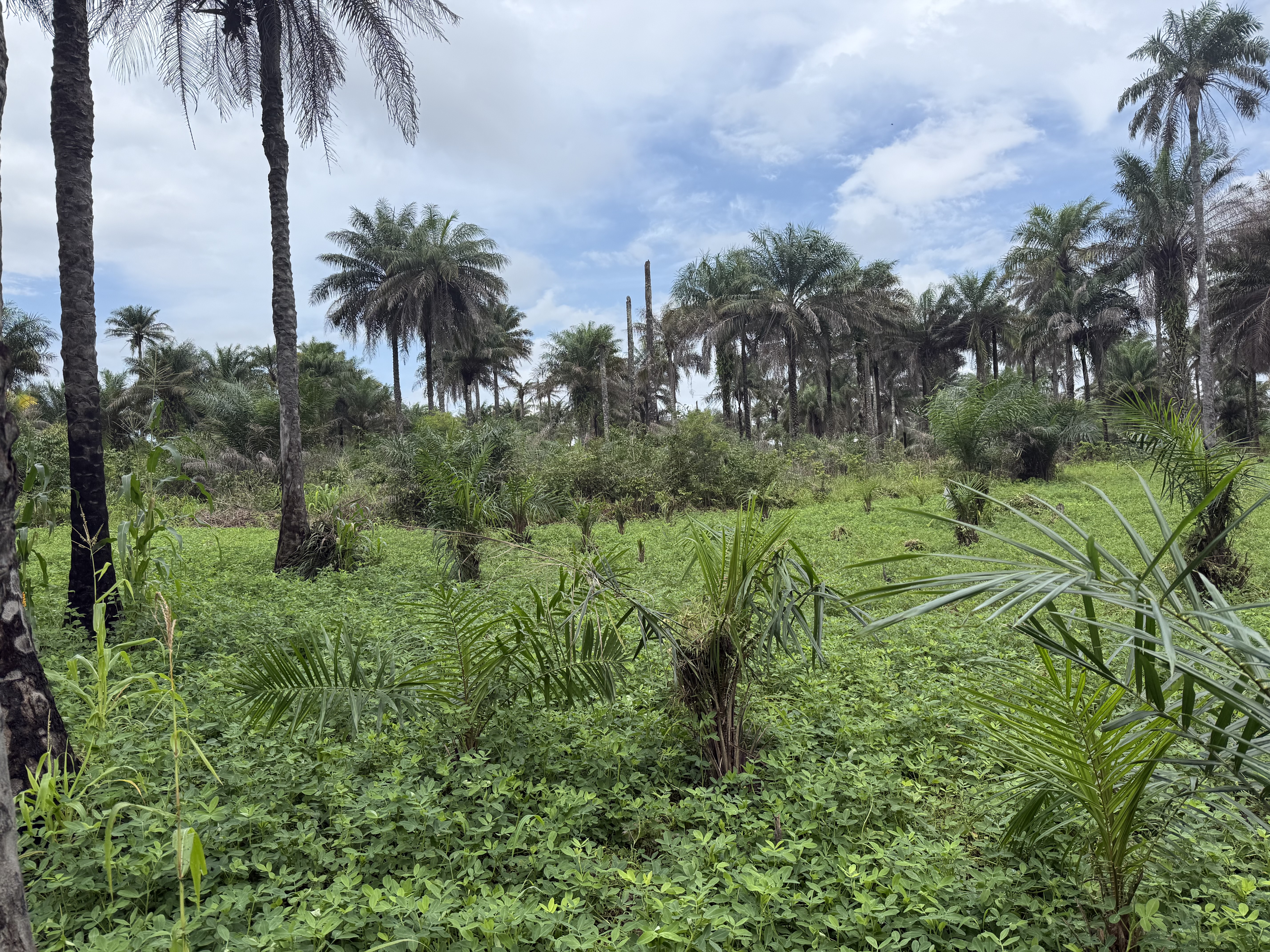 Njalowei compound